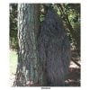 Jute Ghillie Poncho Woodland Jute Ghillie Poncho Woodland
