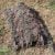 Mossy